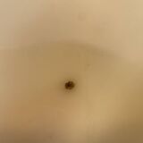 Large holy water clam shell on base - 34x25x11 cm - natural - 2600g