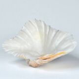 XXL large giant clam shell (Tridacne) on a silver-plated metal base, late 19th century