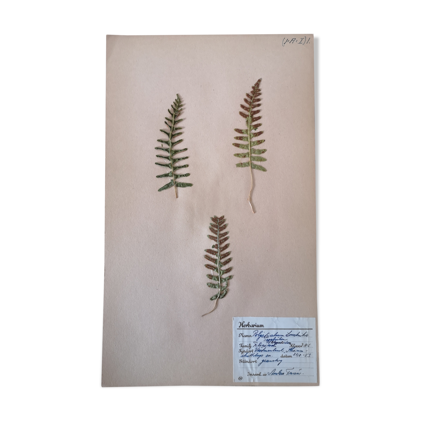 Anders's herbarium - ancient Swedish herbarium board