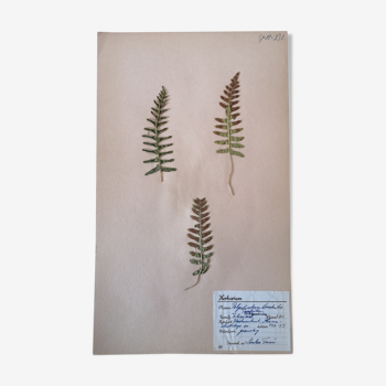 Anders's herbarium - ancient Swedish herbarium board