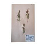 Anders's herbarium - ancient Swedish herbarium board