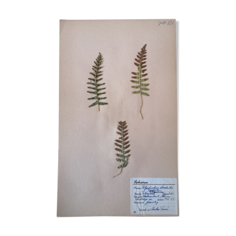Anders's herbarium - ancient Swedish herbarium board