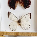 Frame 9 butterflies naturalized Congo 1984