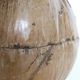 Ice bucket, nature decoration, exotic