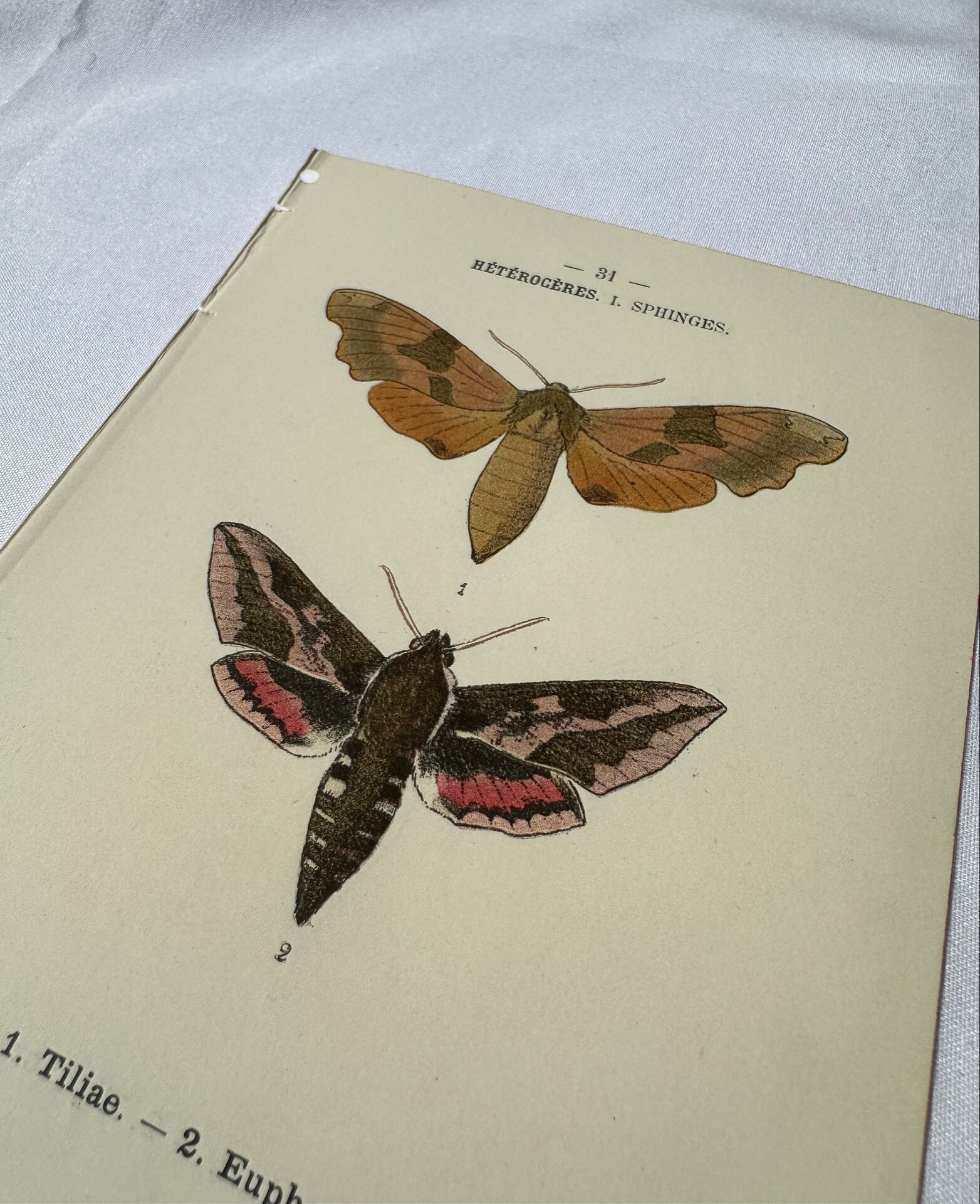 🦋 Botanical Plate Engraving of a Butterfly, 19th Century Naturalist
