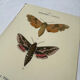 🦋 Botanical Plate Engraving of a Butterfly, 19th Century Naturalist