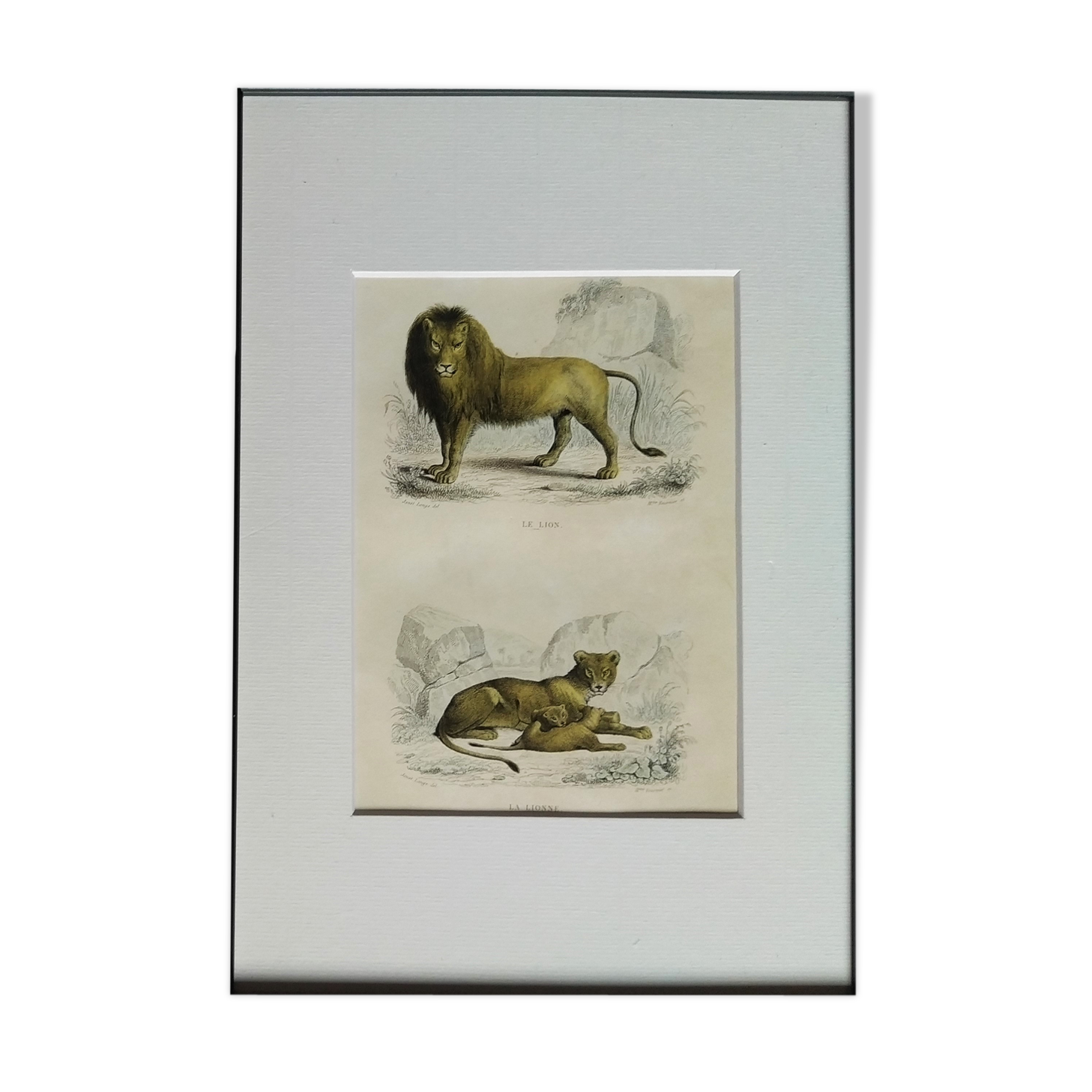 Zoological plank "Lion, Lioness, Lion cub" Buffon 1838