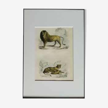 Planche zoologique "Lion, Lionne, Lionceau" Buffon 1838