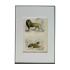 Zoological plank "Lion, Lioness, Lion cub" Buffon 1838