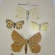 Botanical engraving butterflies double-sided naturalist plate Etching