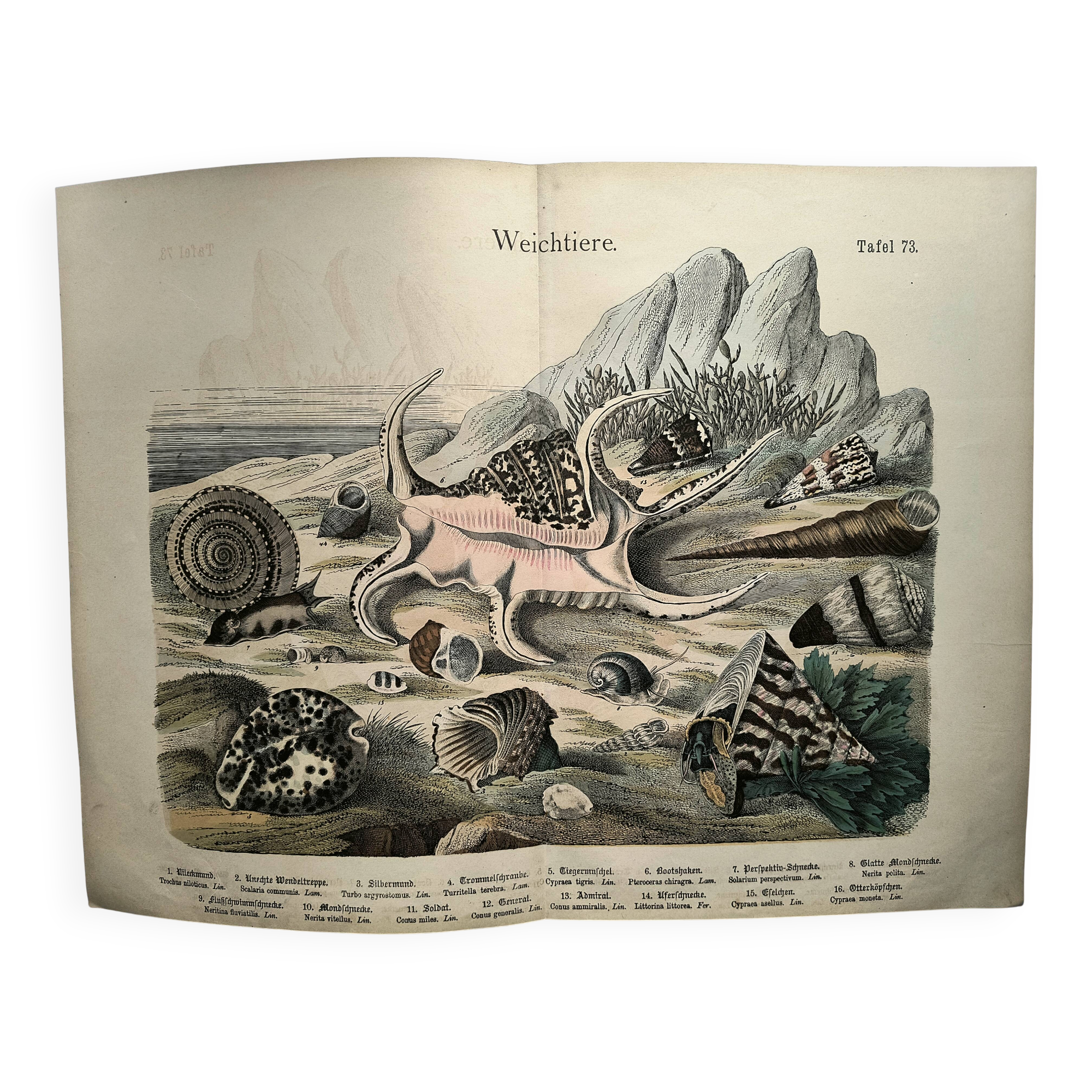 Gravure ancienne 1886 - Coquillages et mollusques 1.Lithographie planche