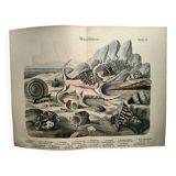 Gravure ancienne 1886 - Coquillages et mollusques 1.Lithographie planche