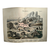 Gravure ancienne 1886 - Coquillages et mollusques 1.Lithographie planche