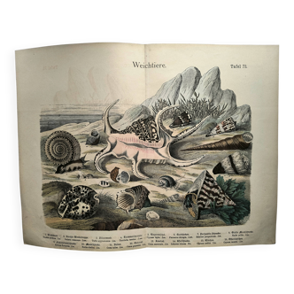 Antique engraving 1886 - Shells and mollusks 1. Lithograph plate