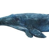 "Hélène" the whale, art print 20/30cm