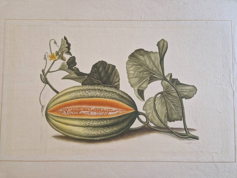 La Roche Laffitte (Born in 1943) - Watercolour drawing on silk - Melon