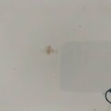 6 assiettes terre de fer Saint-Amand Hamage – décor Byzantin