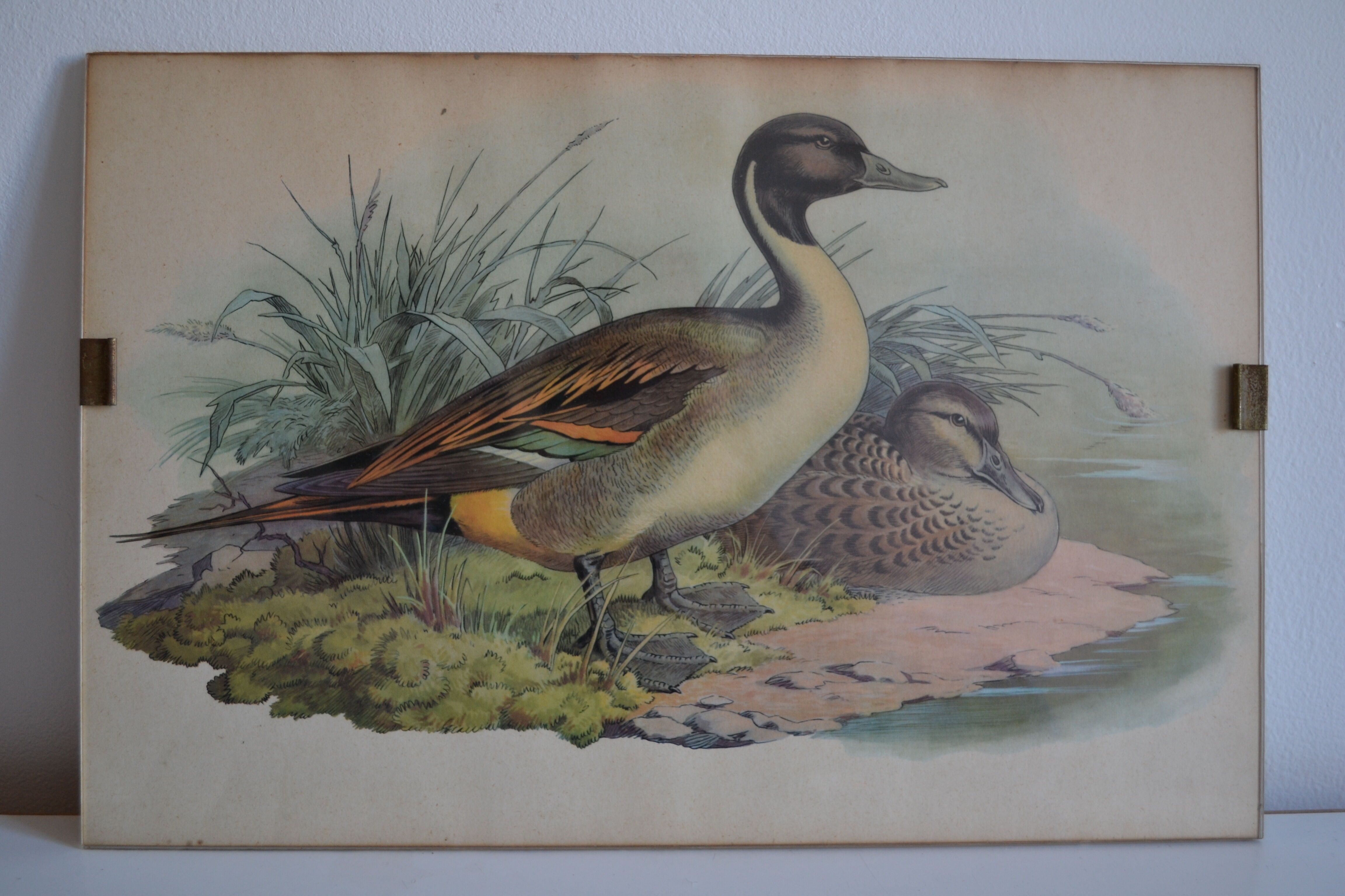 Vintage animal print ducks