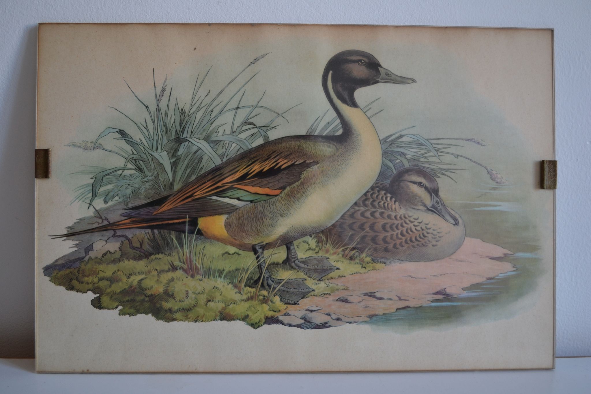 Estampe animalière vintage canards