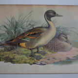 Vintage animal print ducks