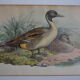 Vintage animal print ducks