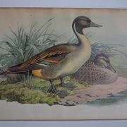 Estampe animalière vintage canards