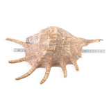 Very large exotic collector's shell