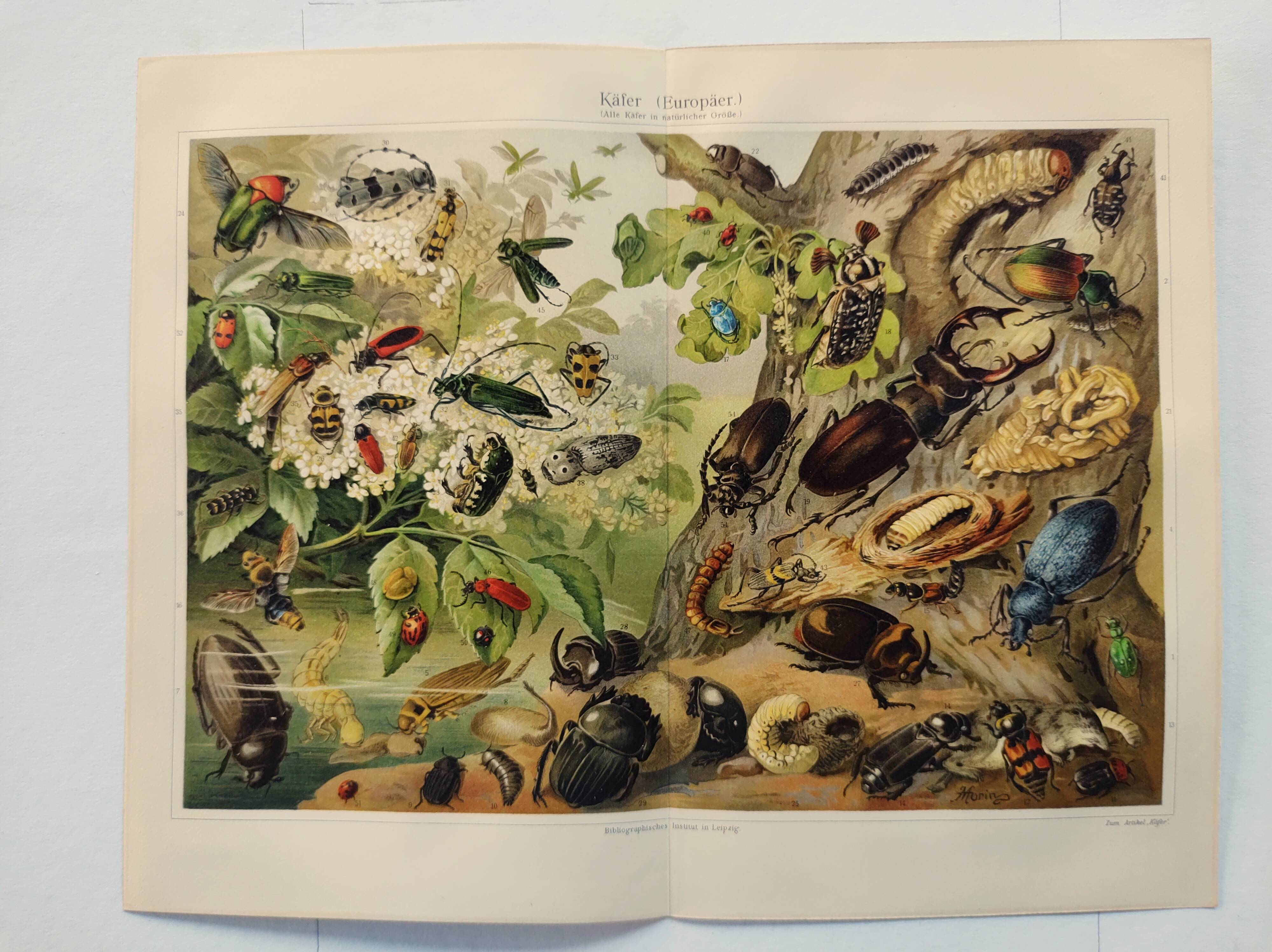 Gravure Ancienne Originale - Lépidoptères & Coléoptères, 1839, Thème Science