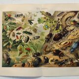Gravure de 1909 - Insecte coléoptère - Affiche ancienne