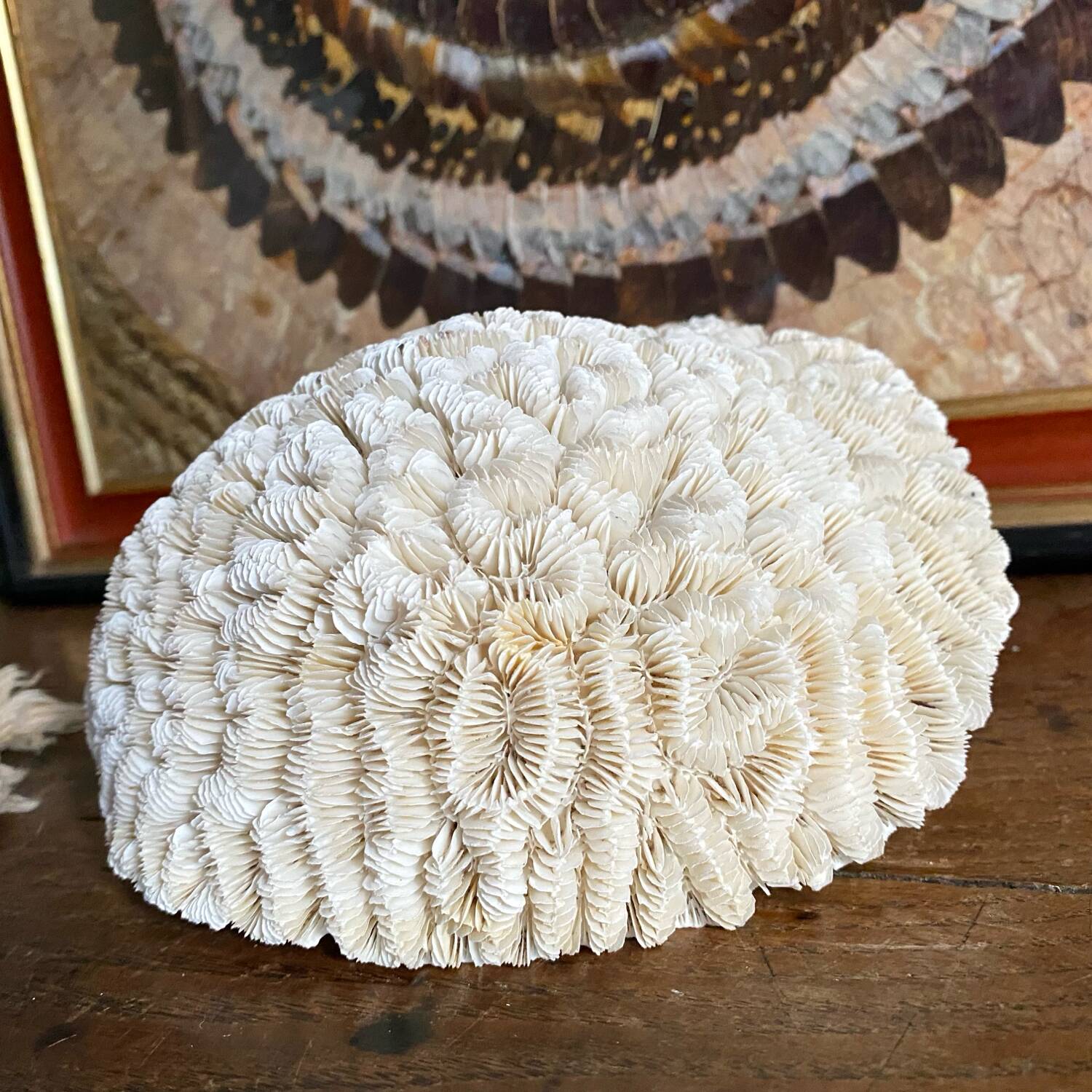 Maze coral or brain coral