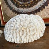 Maze coral or brain coral