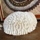 Maze coral or brain coral