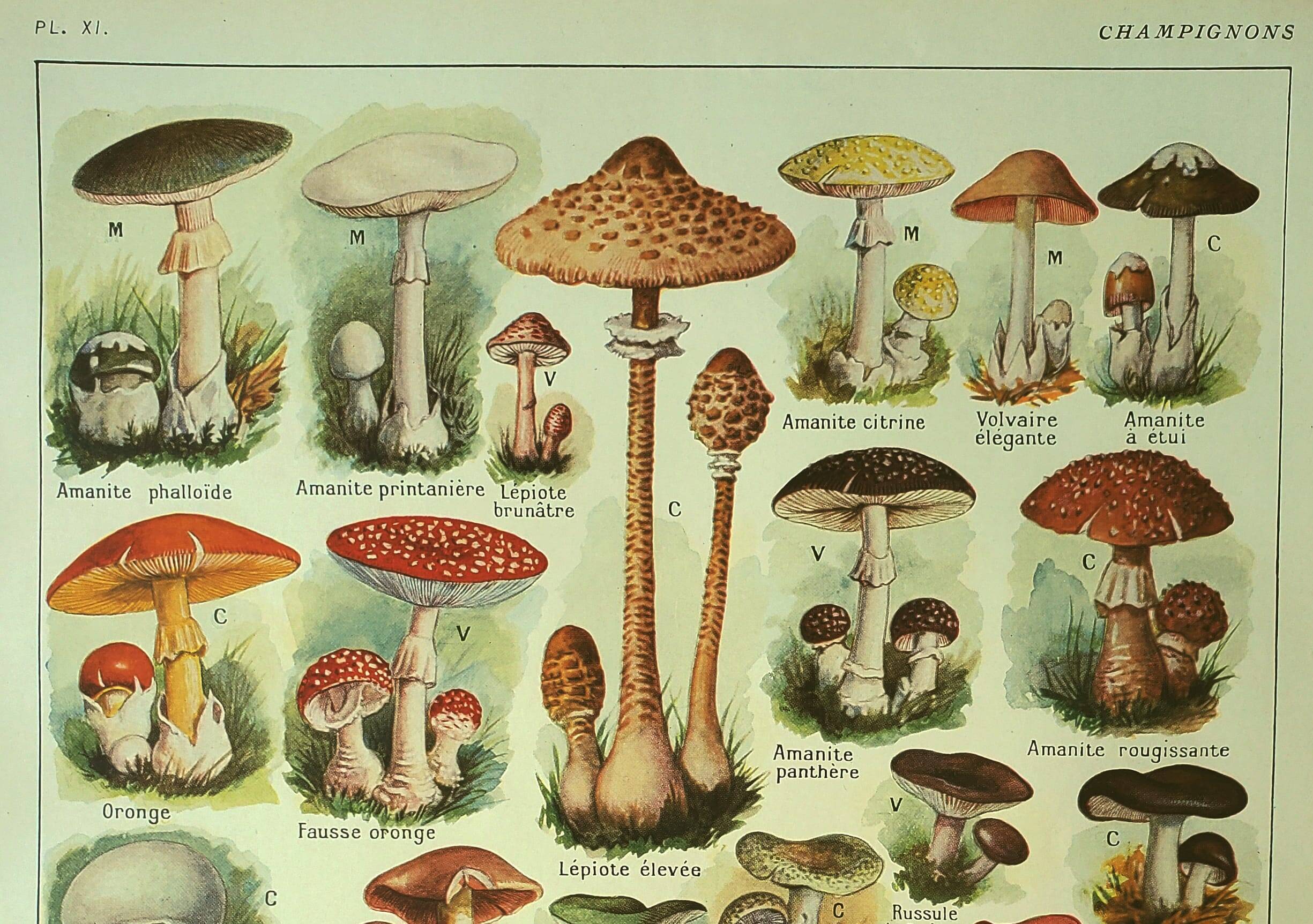 Antique engraving 1921 - Mushroom - vintage lithograph plate