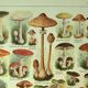 Antique engraving 1921 - Mushroom - vintage lithograph plate