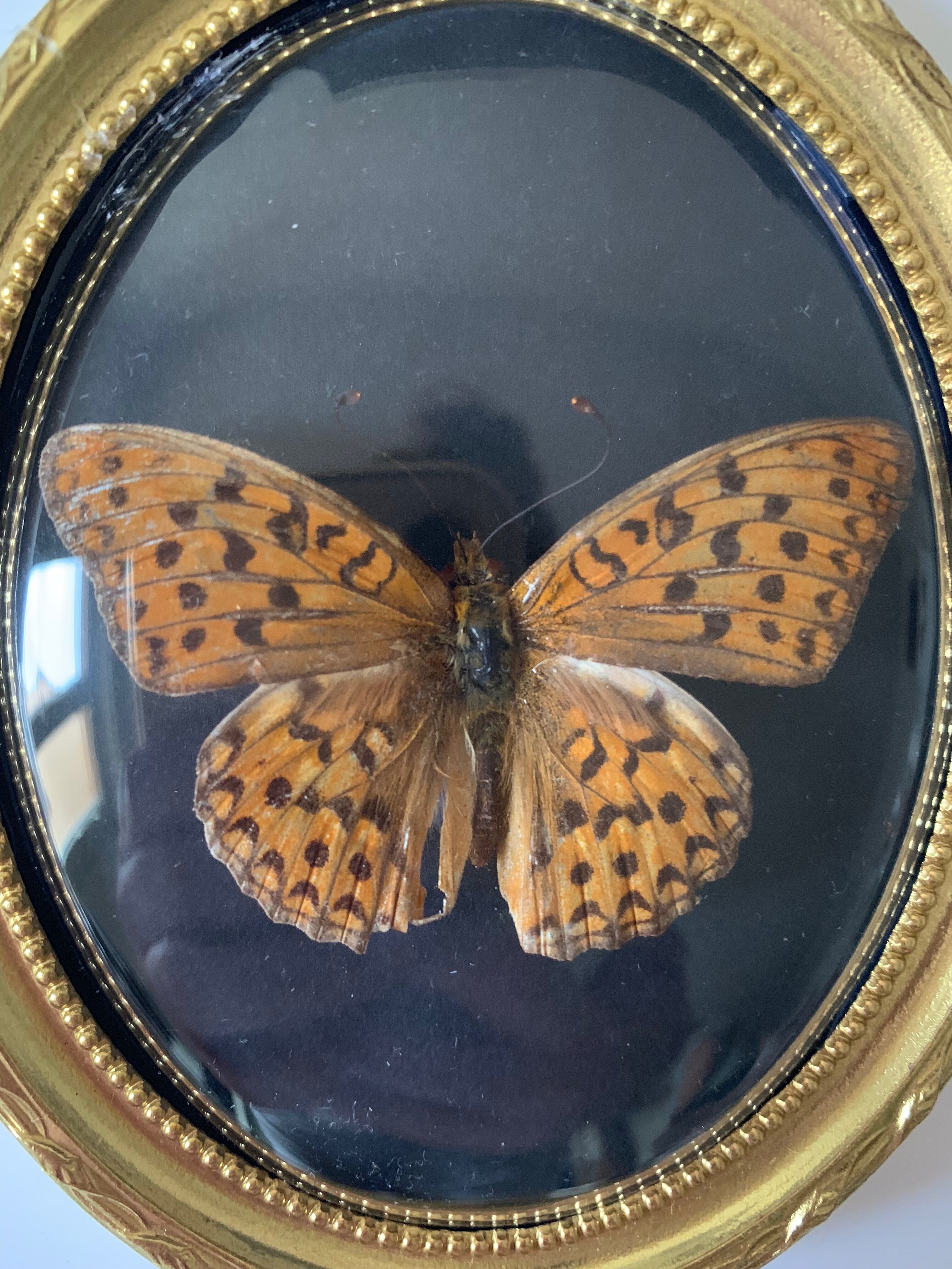 Butterfly under bulging frame