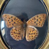 Butterfly under bulging frame
