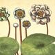 Old illustration 1959 - Water Lilies - aquatic plant botanical flowers