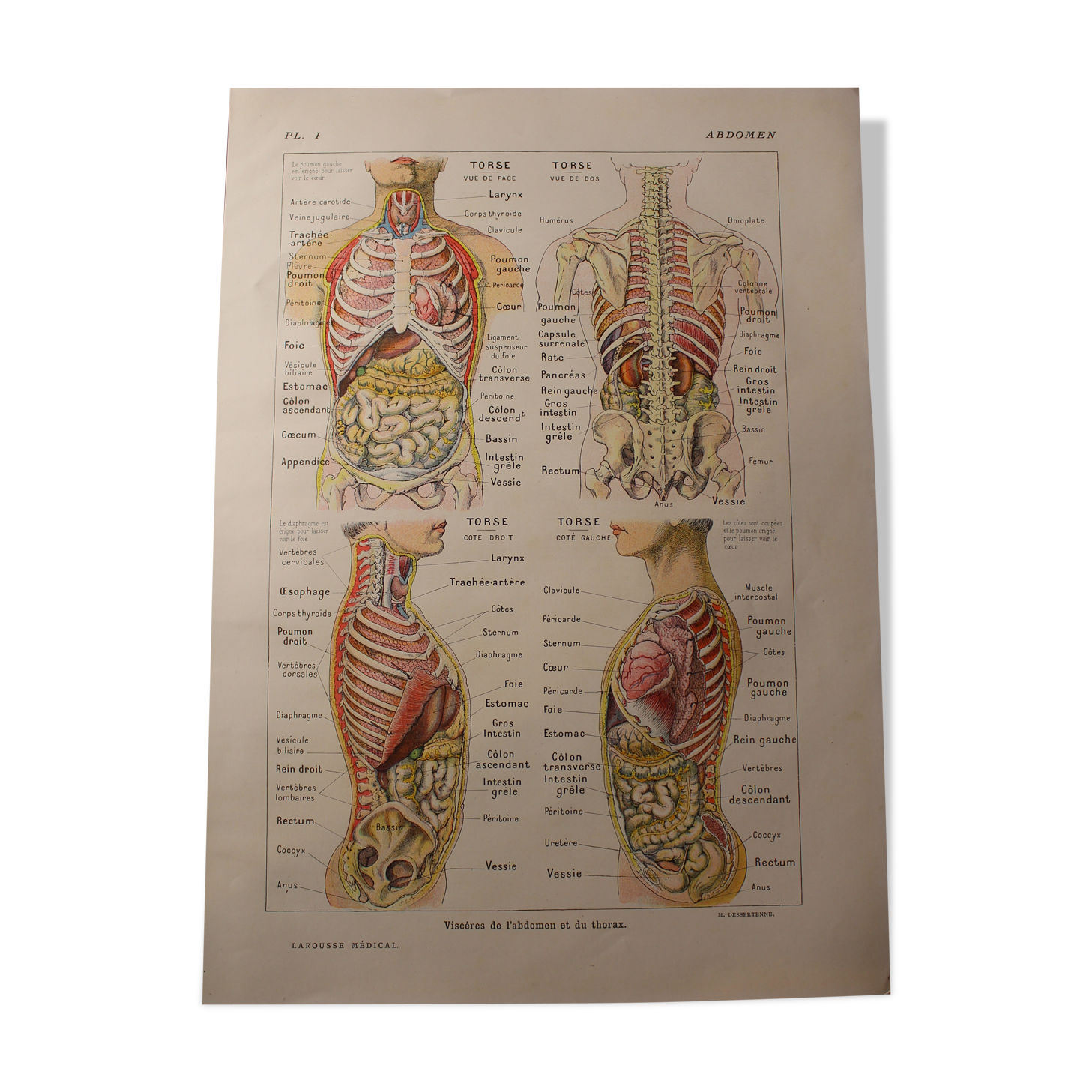 Medical Board - Anatomical - The Abdomen