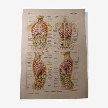 Medical Board - Anatomical - The Abdomen