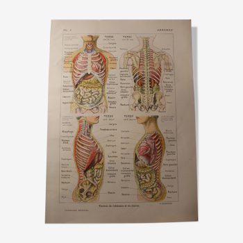 Planche Médicale anatomique L'abdomen