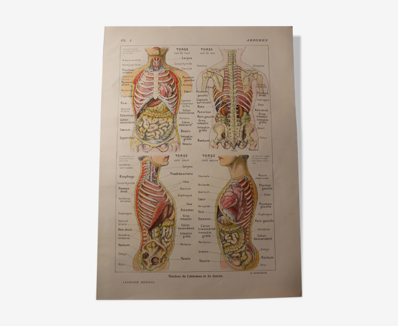 Planche Médicale anatomique L'abdomen