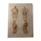 Medical Board - Anatomical - The Abdomen
