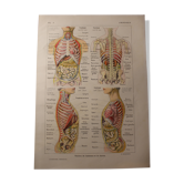 Planche Médicale anatomique L'abdomen
