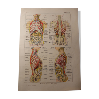 Medical Board - Anatomical - The Abdomen