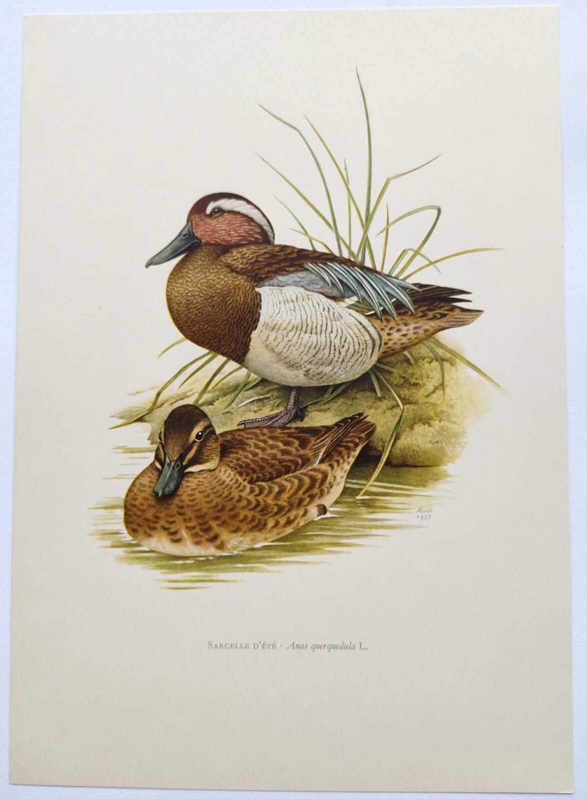 60s bird illustration - Garganey - Vintage ornithological board