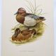 60s bird illustration - Garganey - Vintage ornithological board