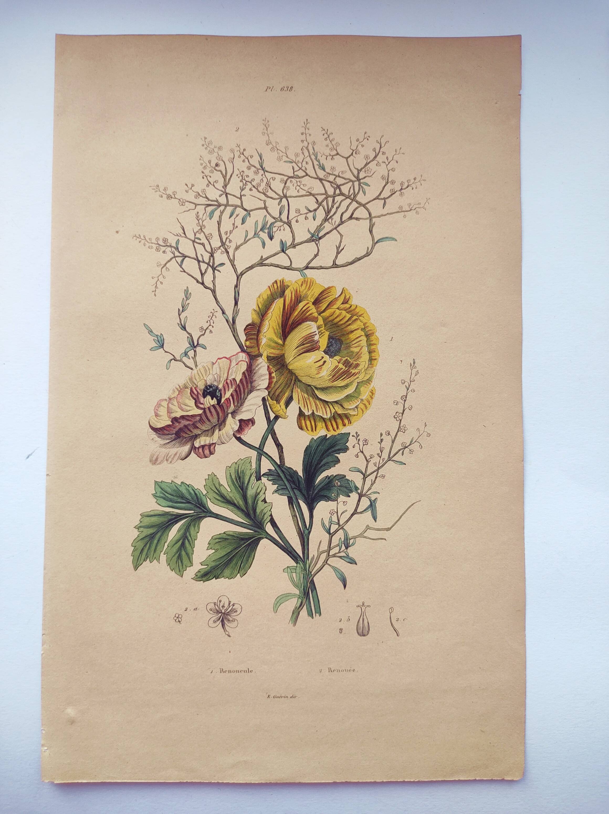 Original from 1839 - Buttercup and Knotweed - Hand-colored botanical plate. Antique engraving