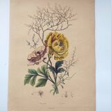 Original de 1839 -Renoncule et Renoué- Planche coloriée à la main botanique. Gravure ancienne