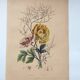 Original from 1839 - Buttercup and Knotweed - Hand-colored botanical plate. Antique engraving