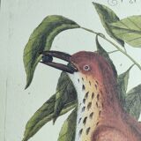 Antique bird illustration - Ruddy Thrush - Zoological engraving by Seligmann & Catesby from 1973